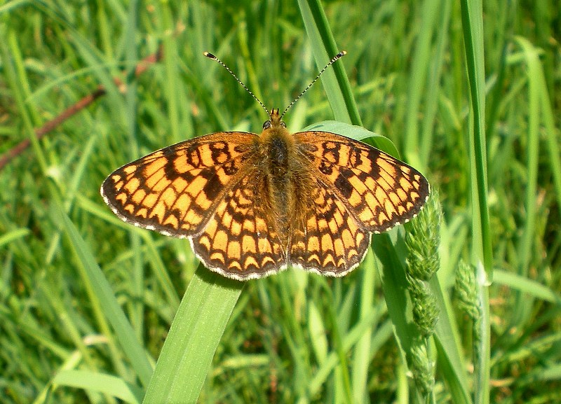 C''e chi caccia farfalle 1
